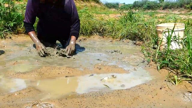 amazing fishing! today a fisherman skill catch fish when dry water a lots in the morning смотреть онлайн