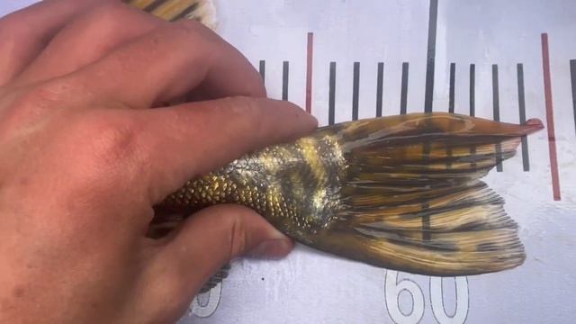 4 щуки за 1 час до ФИНИША! ADRENALIN NV CUP 2023 | экипаж адреналин НВ смотреть онлайн