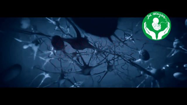 Звезды за жизнь! Игорь Жижикин смотреть онлайн