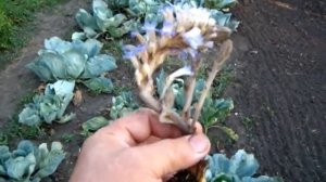 Об этом растении паразите должен знать каждый огородник. Заразиха капустная