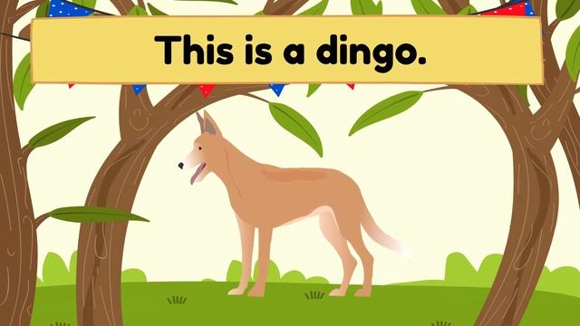Australian Animals | Learn Australian Animal Names | Flashcards | Avustralya Hayvanlar Ingilizce