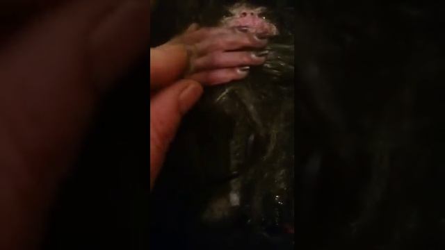 Домовой из материалов архива ФСБ смотреть онлайн