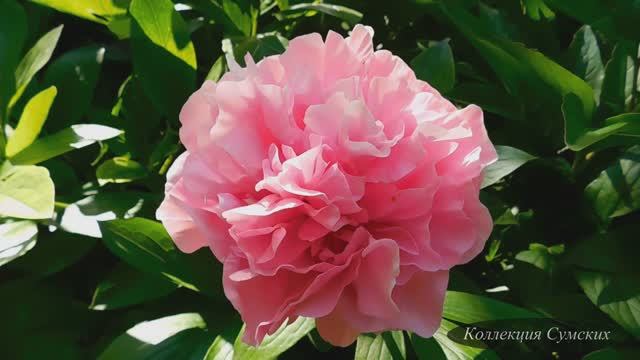 Пион Carnation Bouquet (Карнейшен Букет) смотреть онлайн