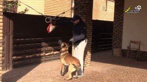 Дрессировка малинуа, приучение к наморднику, развитие хватки