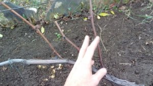 Обрезка винограда осенью. Подготовка винограда к зиме