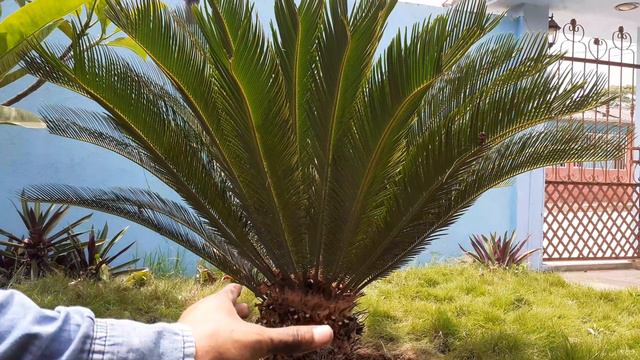 como cuidar y fertilizar palma zica de forma natural🌿 смотреть онлайн