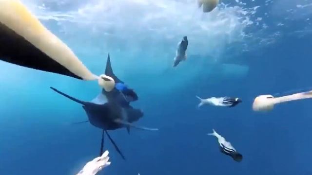 Знакомство с удивительной рыбой “Парусник” смотреть онлайн