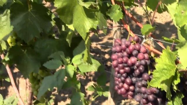 @ВИНОГРАД ВАТРА смотреть онлайн