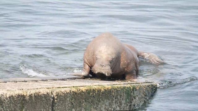 Wally the Arctic Walrus at play. Tenby, South Wales смотреть онлайн