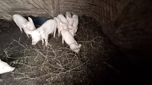 Белые поросята растут туго смотреть онлайн