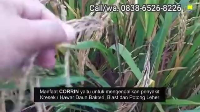 Cara Penggunaan BVR || Cara Penggunaan Corrin смотреть онлайн