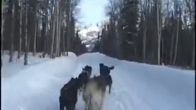 Winterfest Denali National Park 2012 смотреть онлайн