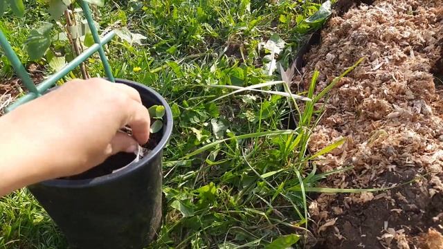 Клематисы из Агротеха. Обзор посылки. смотреть онлайн