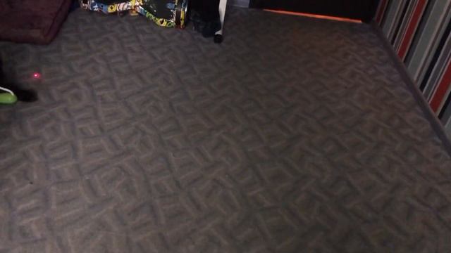 😂 Весёлый персидский чёрный кот 😂Как научить кота играть / how to teach a cat to play смотреть онлайн