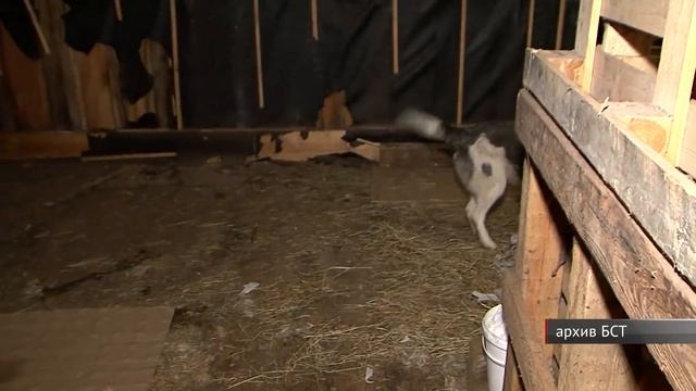 В администрации Братска обсудили проблему брошенных собак смотреть онлайн