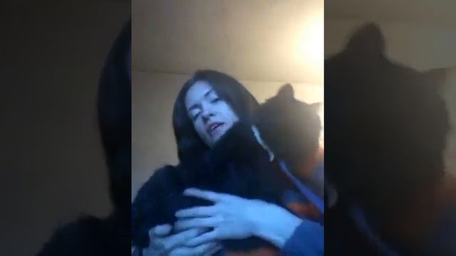 Котик Говорун, черный пушистый золотоглазый, ищет ДОМ! Ему 2 года+, кастрирован. Ласковый смотреть онлайн