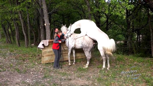 Заплідненя коняя смотреть онлайн