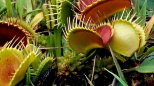 Цветок венерина мухоловка (лат.  Dionaea muscipula)