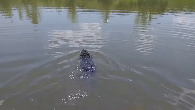 ОХОТА | как дрессировать спаниеля на утку | начало смотреть онлайн