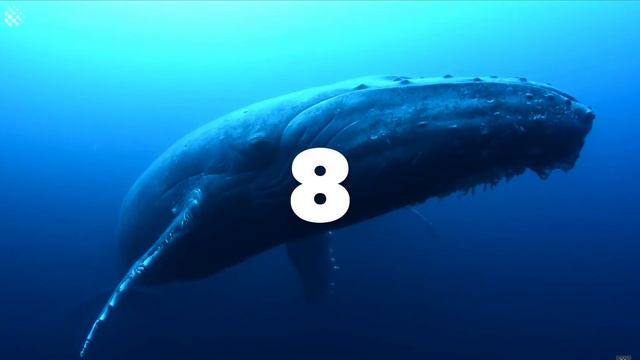 15 УДИВИТЕЛЬНЫХ фактов о Доминикане I Вы этого НЕ ЗНАЛИ I O Доминикане ИНТЕРЕСНО