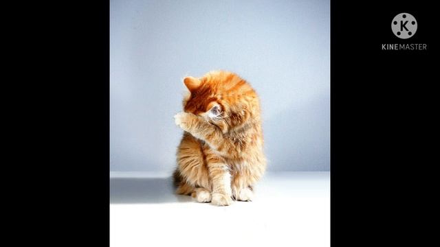 Cat according to name first letter ?? B name walo ki cat ??? p name walo ki cat ? смотреть онлайн
