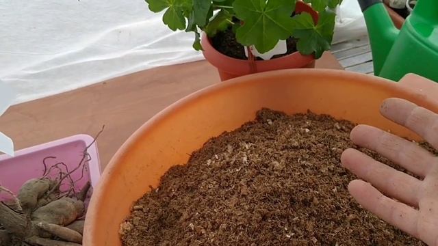 ГЕОРГИНЫ ПОСЛЕ ХРАНЕНИЯ .КАК ЗАСТАВИТЬ ГЕОРГИНЫ ЗАЦВЕСТИ РАНЬШЕ??? ? смотреть онлайн