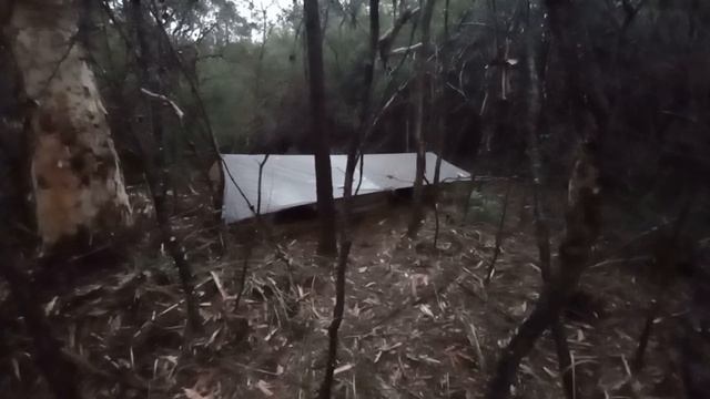 Тент, Лес, Пиявки #австралия #лес #сидней смотреть онлайн