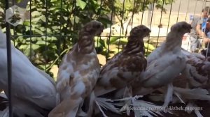 Узбекские голуби - гульбадамы (молодняк)