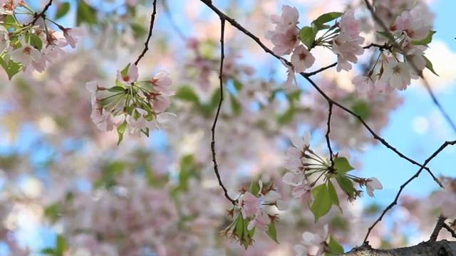 Deep Focus Music To Improve Concentration - 12 Hours of Ambient Study Music to Concentrate #692 смотреть онлайн