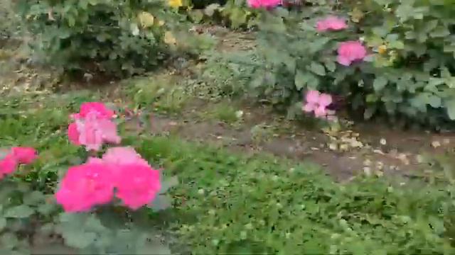 Светлана Суханова. В гостях у Вадима Подворчинского смотреть онлайн