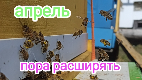 Расширение пчелосемей весной! Пчеловодство! смотреть онлайн