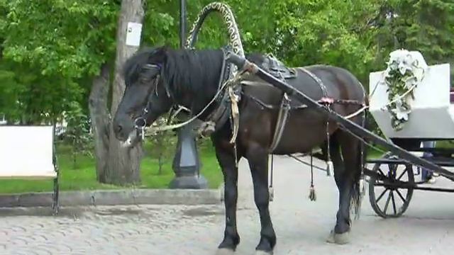 спящий ослик