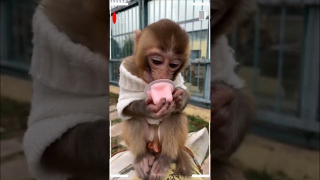 The Best of Monkey Eating Videos - A Funny Monkeys Compilation Ep99 смотреть онлайн