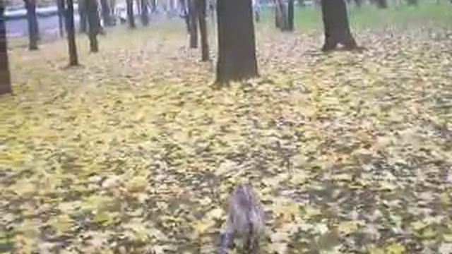 Шуша и жёлтые листья смотреть онлайн