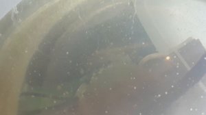 Дафния живой корм наконец-то у меня