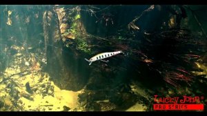 Lucky John Basara 70, 90