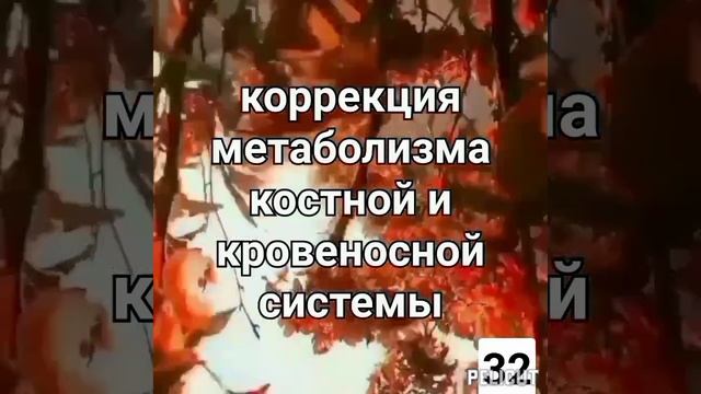 ?Матрица Гаряева (3 часть.) Регенерация костей,мышц и сосудов . смотреть онлайн