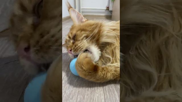 КВАКАЮЩИЙ мяч для мейн-куна Семёна! смотреть онлайн