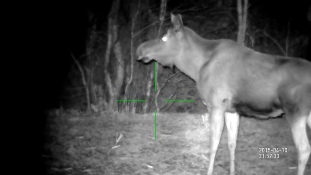 Лось, ночная охота с умным прицелом ATN X-SIGHT! смотреть онлайн