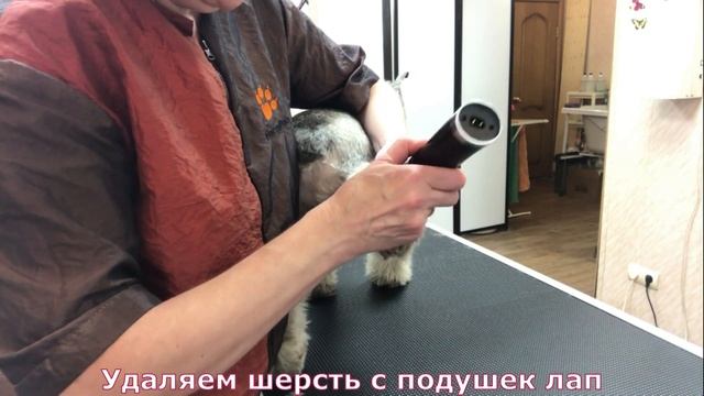 Груминг цвергшнауцера: тримминг, стрижка морды, весь процесс. №1. Уроки груминга. Зоосалон у Мишки смотреть онлайн