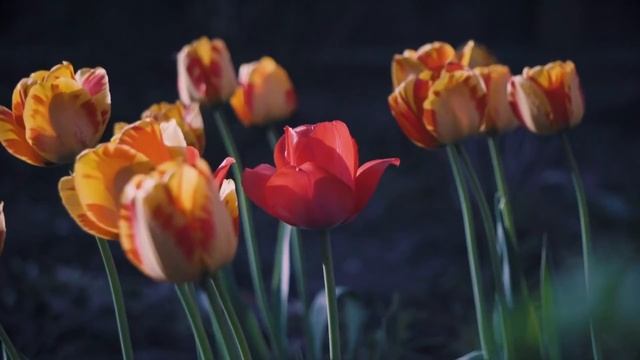 Нежная лечебная музыка здоровья и для успокоения нервной системы, глубокого релакса ?☘?