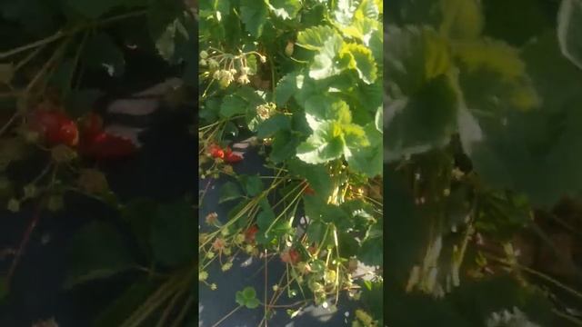 VID 20220624 083346Купчиха Брилла Азия смотреть онлайн