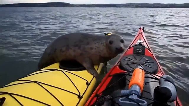 Морской Котик решил прокатиться на каноэ.