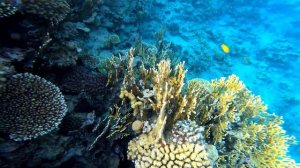 Отель Sultan Gardens resort|обзор территории+ коралловый риф|Sharm-El-Sheikh, Egypt