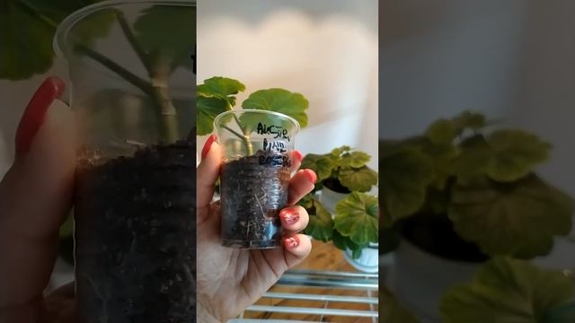 Молодые кустики и черенки сортовой пеларгонии Australian Pink Rosebud. смотреть онлайн