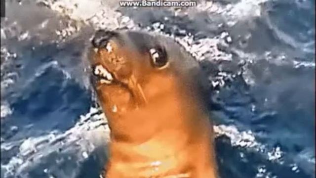 Анти-Стресс-юмор-ржака-подборки-приколы-видеоприколы-20 смотреть онлайн