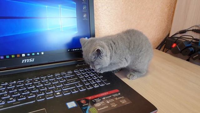 Кошечка Британка 2 месяца смотреть онлайн