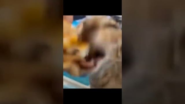 Cat eats burger with Minecraft eating sounds Meme смотреть онлайн