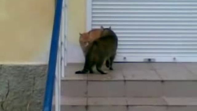 коты дерутся. за что? смотреть онлайн