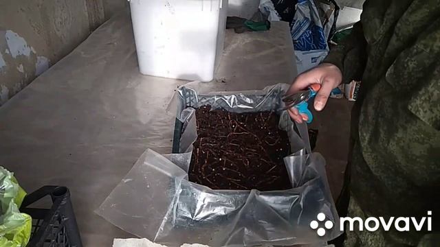 Закладка корня ежевики на проращивание. 100 % легкий способ размножения ежевики со всеми нюансами! смотреть онлайн